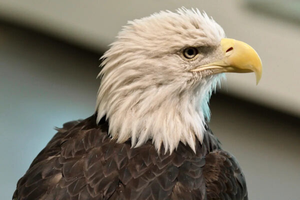 Bald eagle’s new status as the official US bird brings pride and hope to many Native Americans Yahoo news home