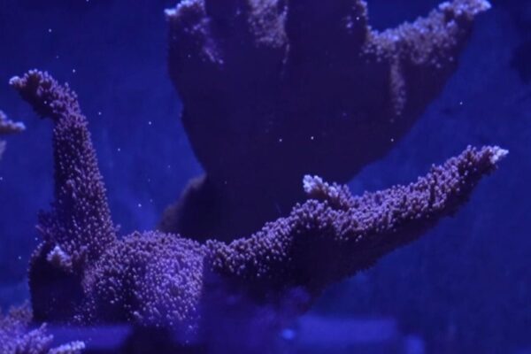 Growing coral to restore the Florida Reef