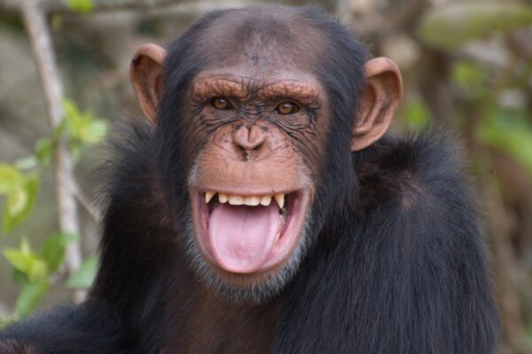 The Hottest Fashion Trend Among Chimps Is Putting Grass And Sticks In Their Butt