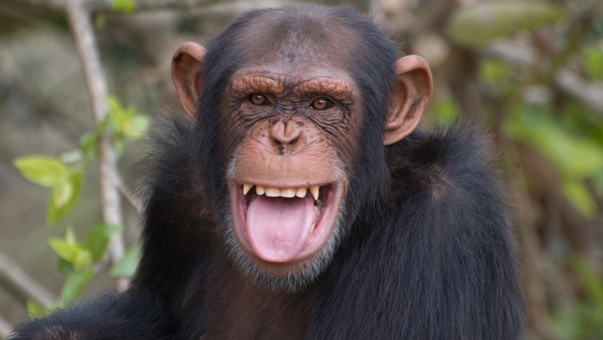The Hottest Fashion Trend Among Chimps Is Putting Grass And Sticks In Their Butt
