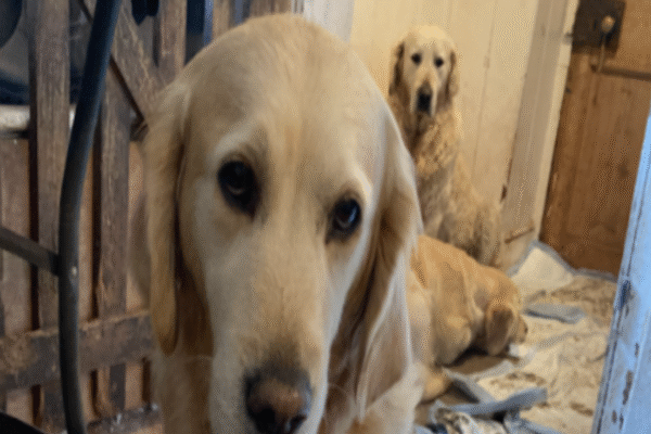 Somerset Golden Retriever Experience won't reopen, owner says
