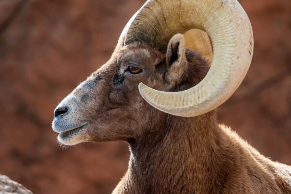 Bighorn sheep are disappearing in Texas. Wildlife biologists are stepping in.