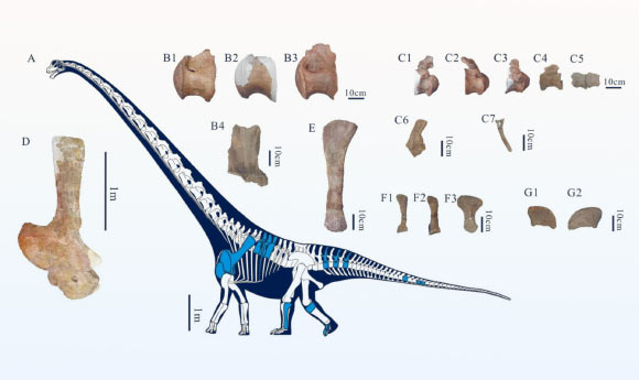 Fossil remains of Tongnanlong zhimingi. Image credit: Wei et al., doi: 10.1038/s41598-025-09796-0.