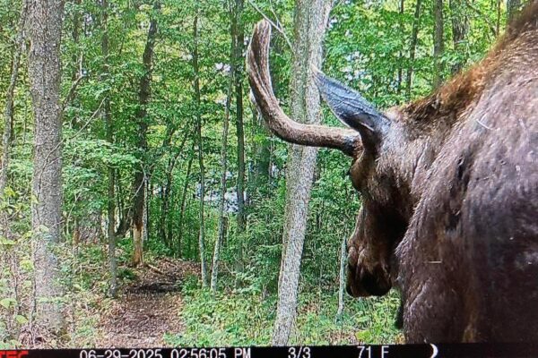 New York hiking trail closed for over a month due to moose exhibiting "unusual behaviors"