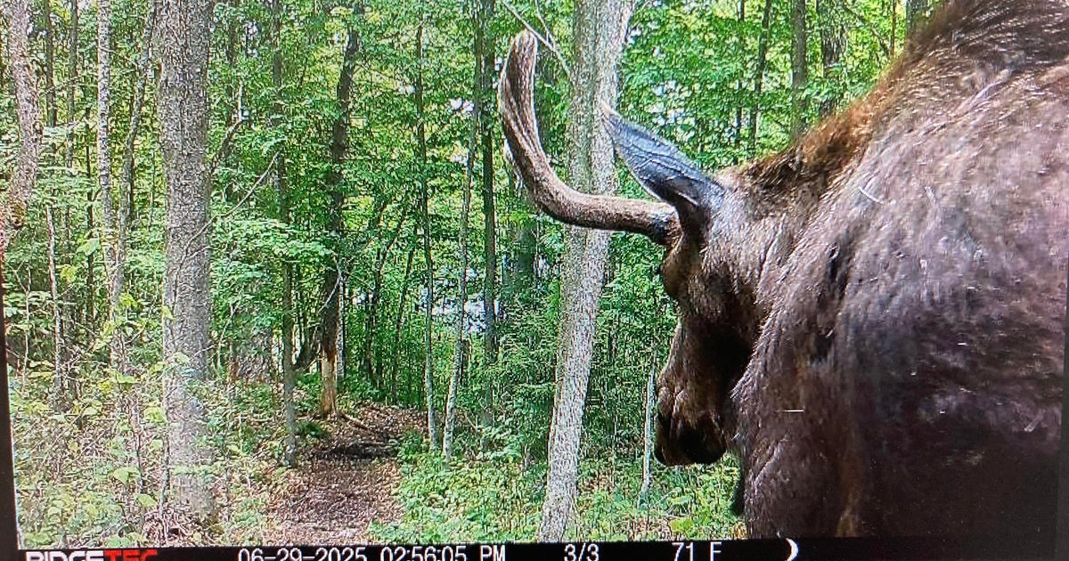 New York hiking trail closed for over a month due to moose exhibiting "unusual behaviors"