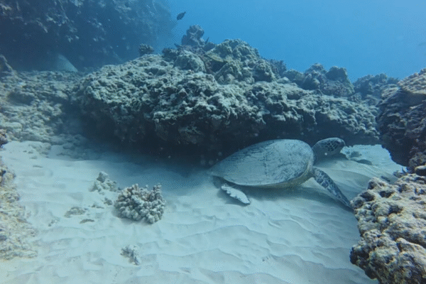 Under Hawaii’s warming blue ocean, many once-colorful coral reefs are bleached white Under Hawaii's warming blue ocean, many once-colorful coral reefs are bleached white