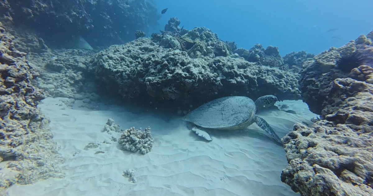Under Hawaii's warming blue ocean, many once-colorful coral reefs are bleached white