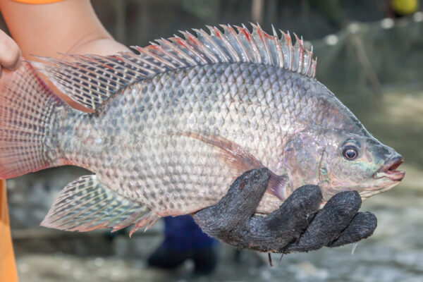 China tilapia prices drop again as US orders dry up