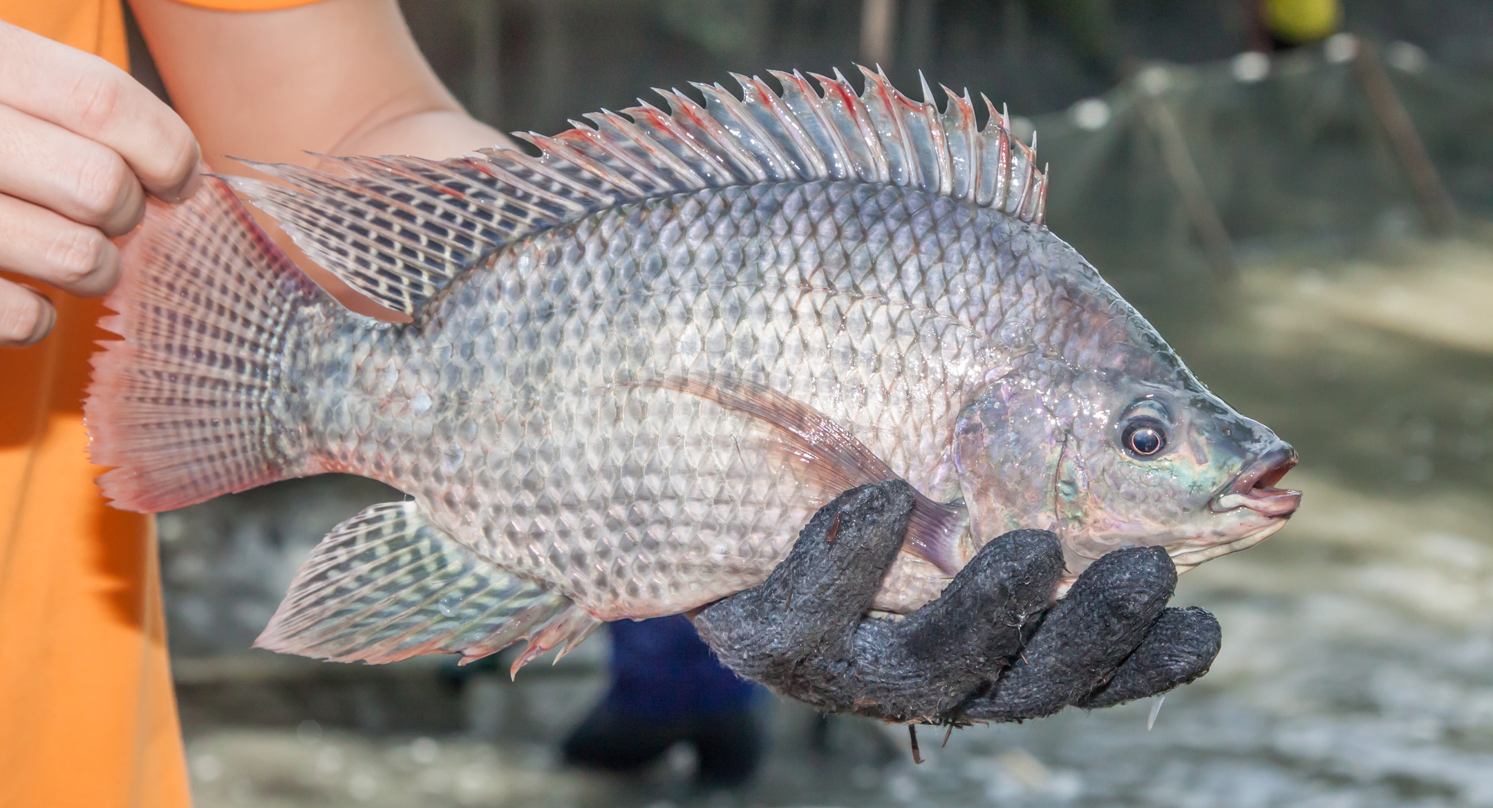 China tilapia prices drop again as US orders dry up