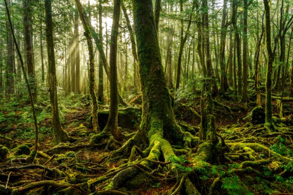 The World's Deadliest Forest Is Also One Of The Most Beautiful