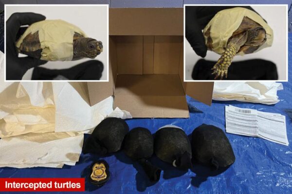 Chinese national in NYC tries to smuggle turtles to Hong Kong