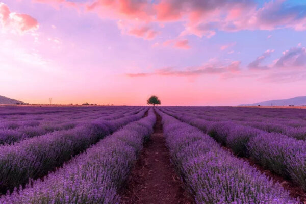 Must visit lavender fields around the world