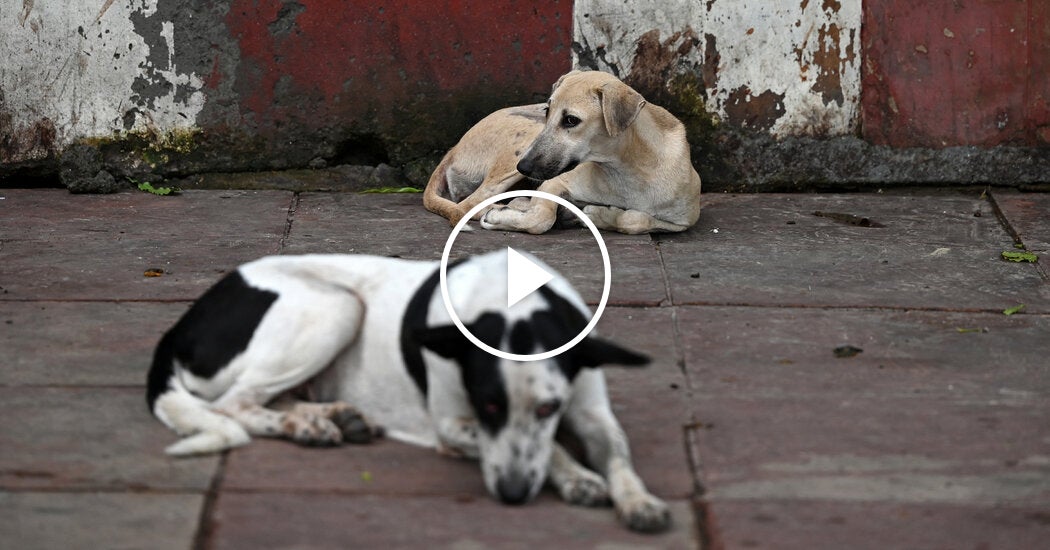 India Orders Removal of Stray Dogs