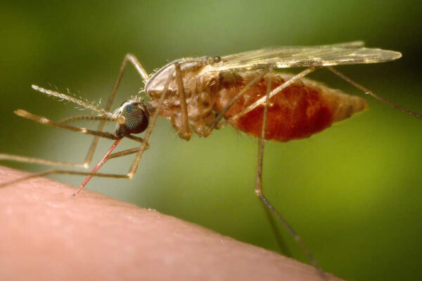 Chikungunya virus China: Chikungunya virus spreading fast in China - is it reaching pandemic level? Here're causes, symptoms and treatment