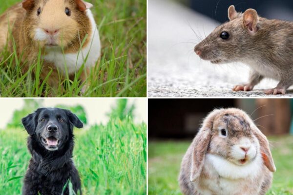 PDSA expert answers your questions for keeping pets happy and healthy