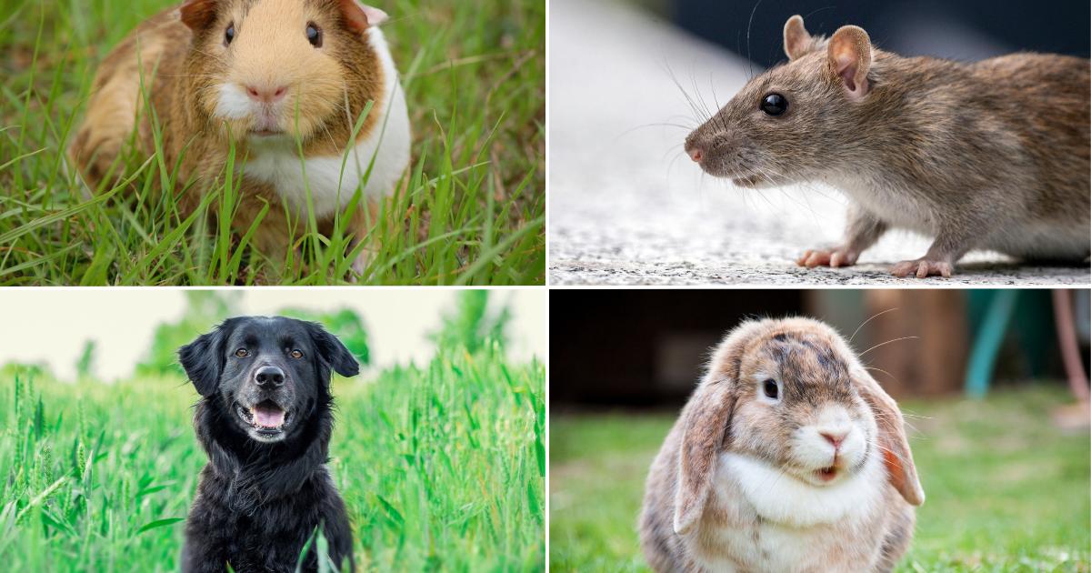 PDSA expert answers your questions for keeping pets happy and healthy