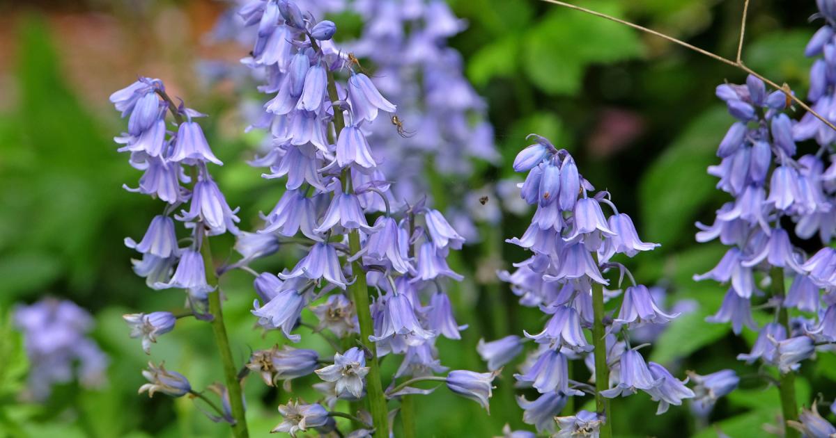 Are Spanish bluebells invasive and should you dig them up?