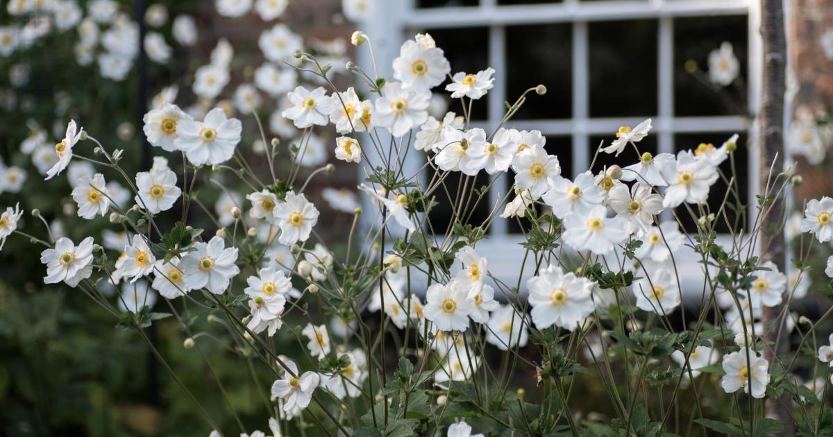 What are Japanese anemones? All to know about invasive plant