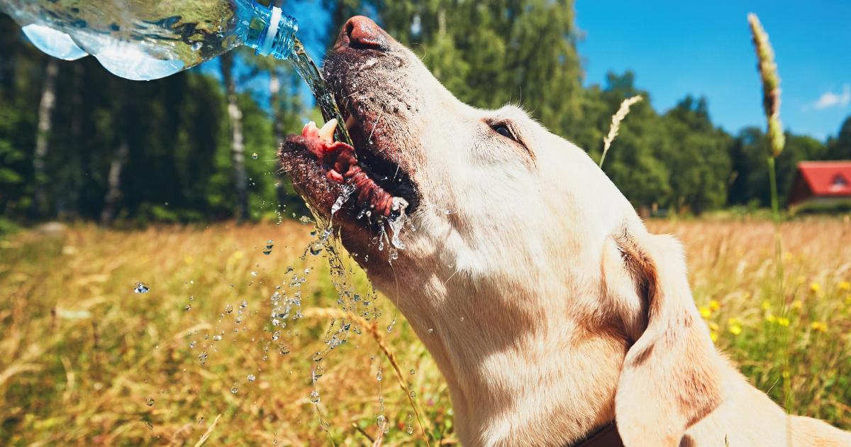 Dog owners issued urgent warning ahead of UK heatwave