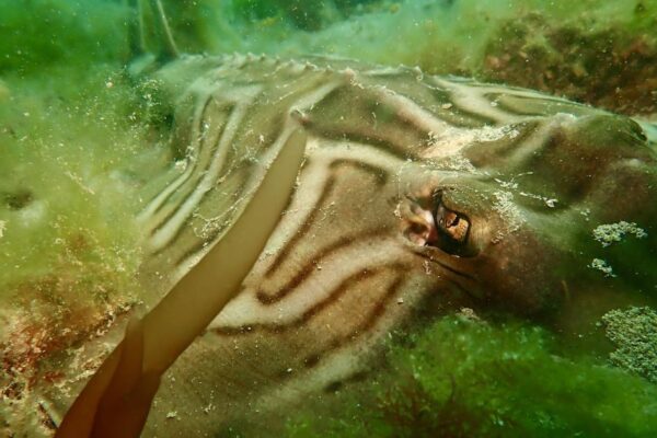 The 'hypnotic' stingray-like animal that roams our beaches