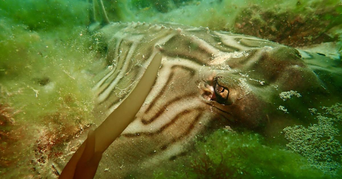 The 'hypnotic' stingray-like animal that roams our beaches
