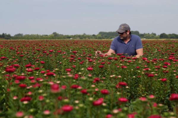 Victorian-era floral favourites Asters make comeback at UK supermarket