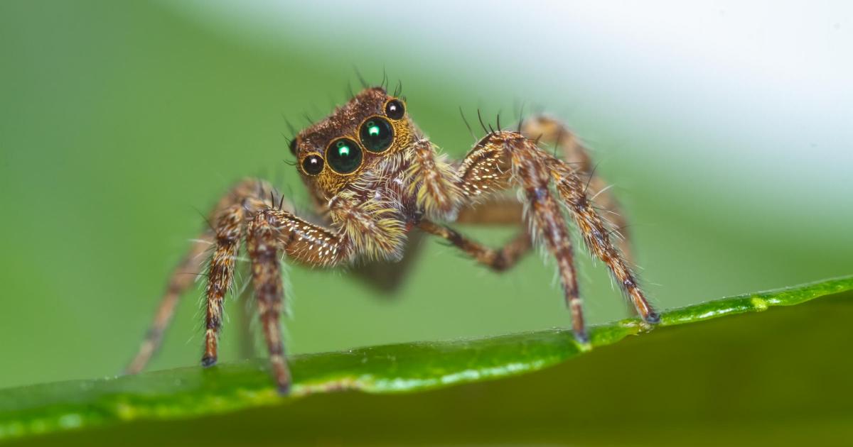 How to get rid of invading jumping spiders from your home