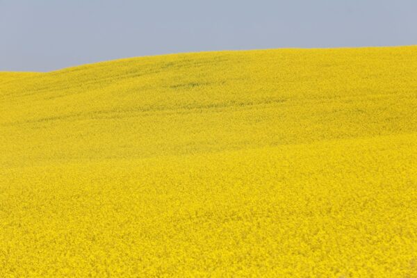 China slaps temporary duties on Canadian canola in ‘gut punch’ move | Trade War News