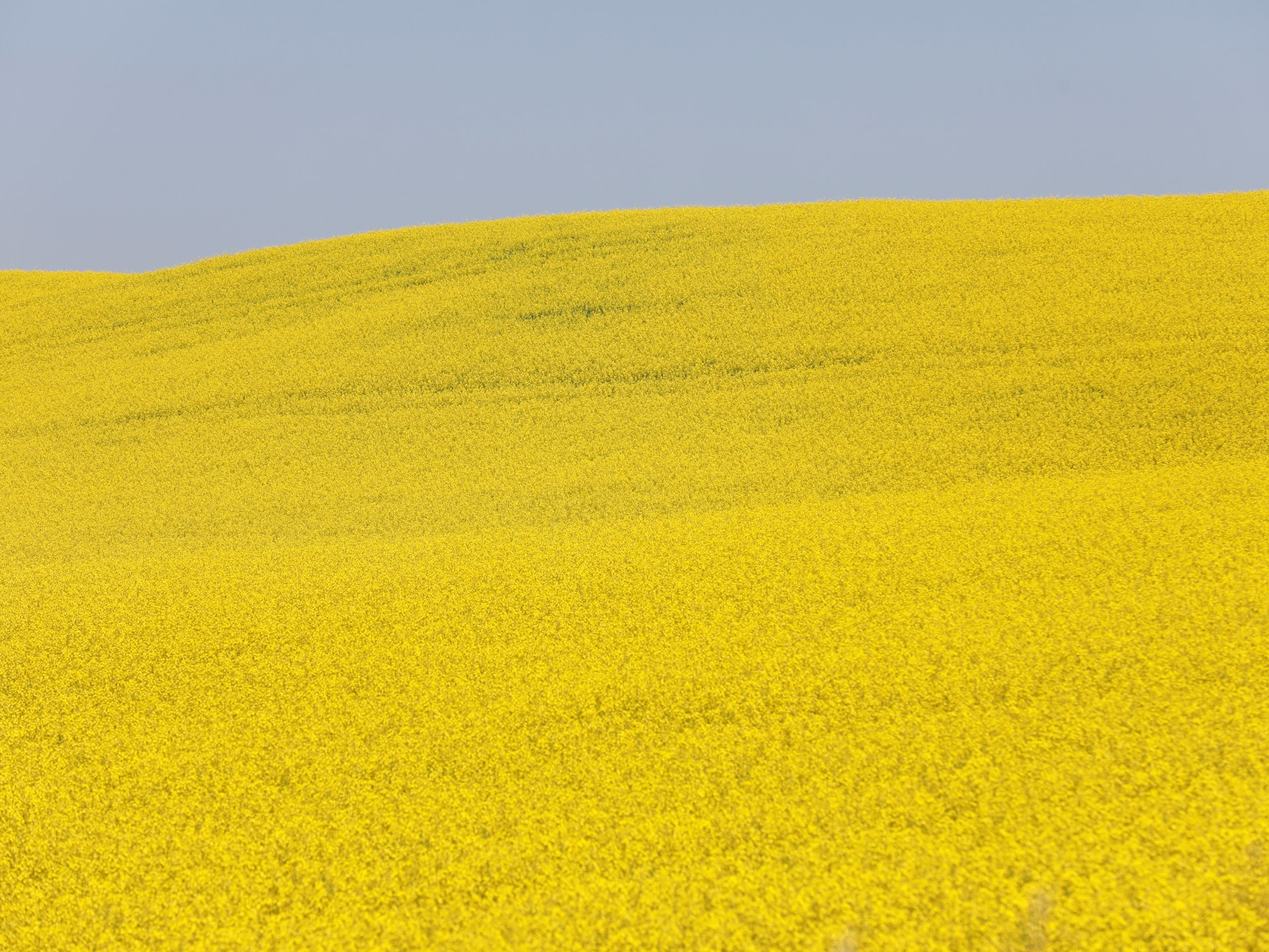 China slaps temporary duties on Canadian canola in ‘gut punch’ move | Trade War News