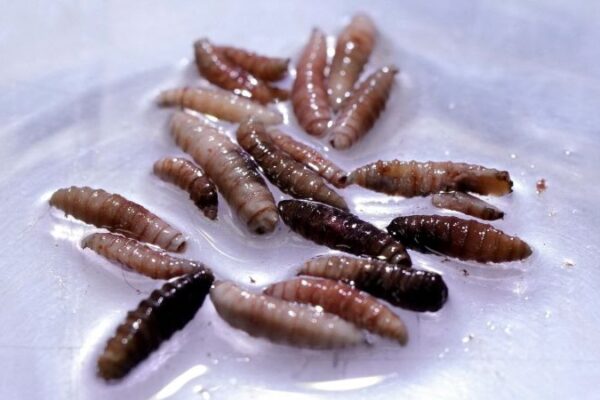 New World screwworm: rare human case identified in United States after travel from El Salvador
