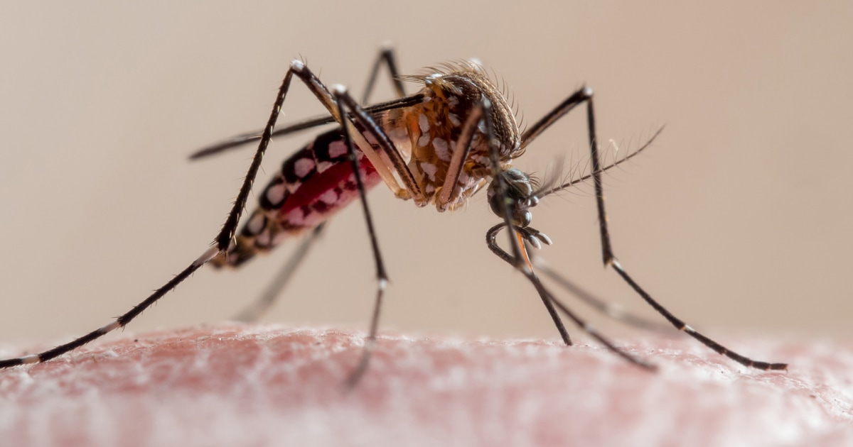CDC warns of mosquito-borne chikungunya outbreak in southeast China