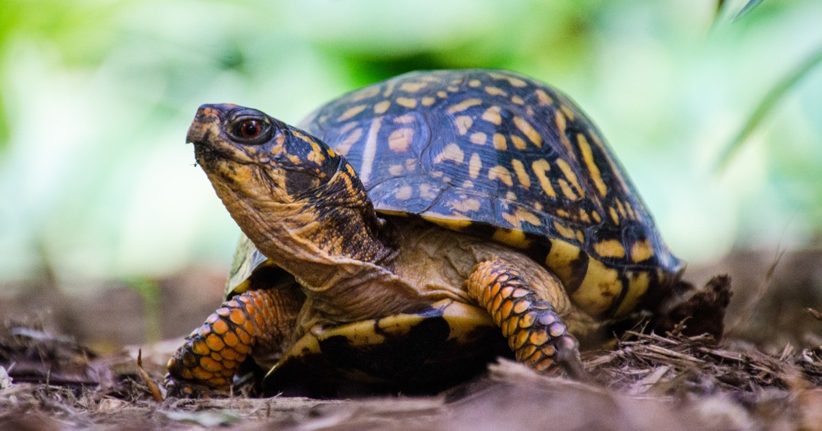 Man faces jail for smuggling turtles worth $1.4 million in socks to Hong Kong