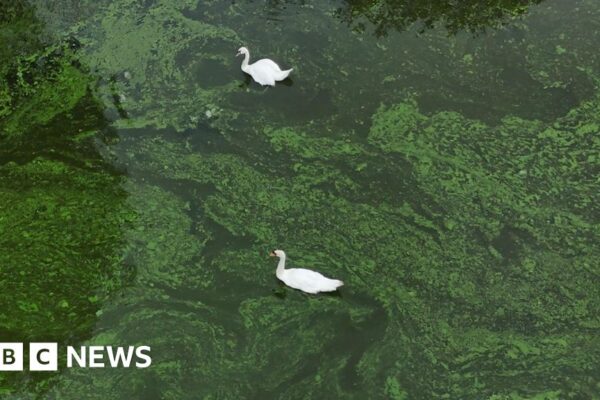What's projects are tackling blue-green algae blooms?