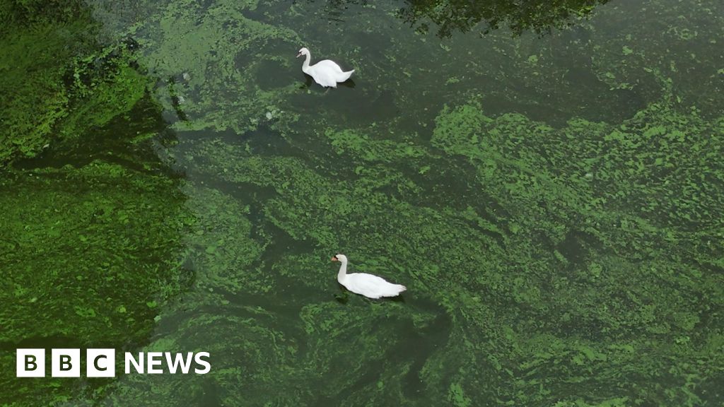 What's projects are tackling blue-green algae blooms?