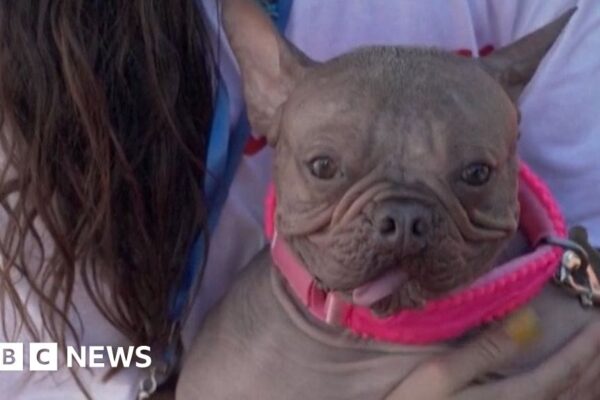 'World's Ugliest Dog' crowned in California