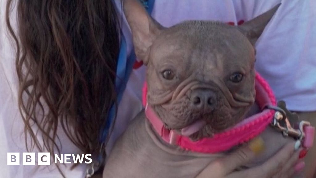 'World's Ugliest Dog' crowned in California
