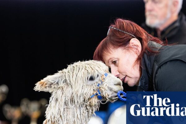 Fashion week for Australia’s fluffiest and silkiest alpacas, where ‘we’re all hoping for a good hair day’ | Animals