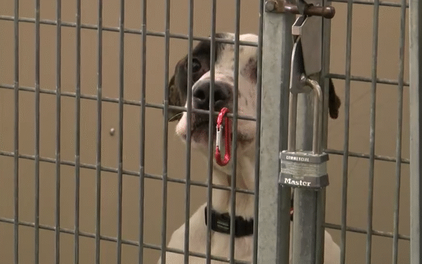 Free pet adoptions at RAS for Clear the Shelters initiative