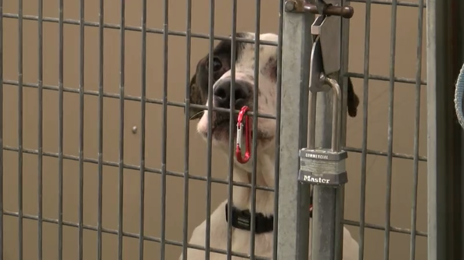 Free pet adoptions at RAS for Clear the Shelters initiative