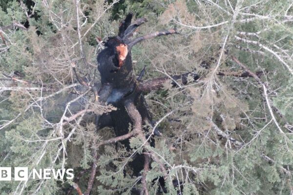 Oregon firefighters race to save one of the world's tallest trees
