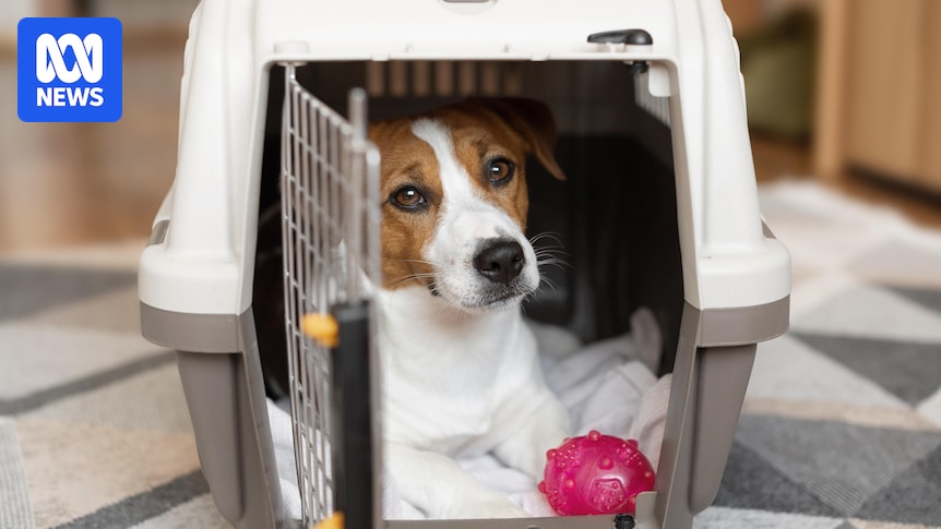 How to prepare your pet for their first in-cabin flight