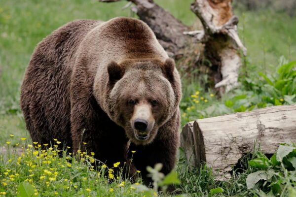 Holding Cash in Case a Bear Market Hits? When and How to Buy the Dip. Holding Cash in Case a Bear Market Hits? When and How to Buy the Dip.