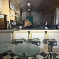 Got the scoop: Bear takes over California ice cream shop | World News