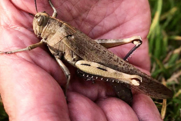 Saharan heatwave brings rare Egyptian locust to the UK | National