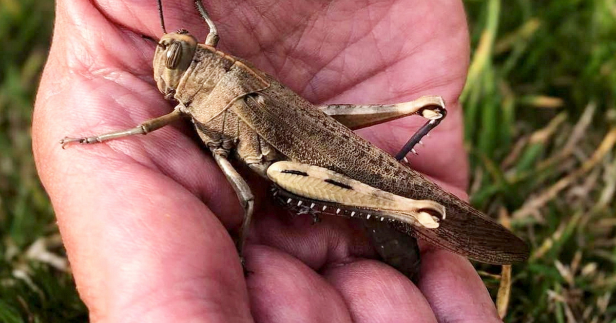 Saharan heatwave brings rare Egyptian locust to the UK | National