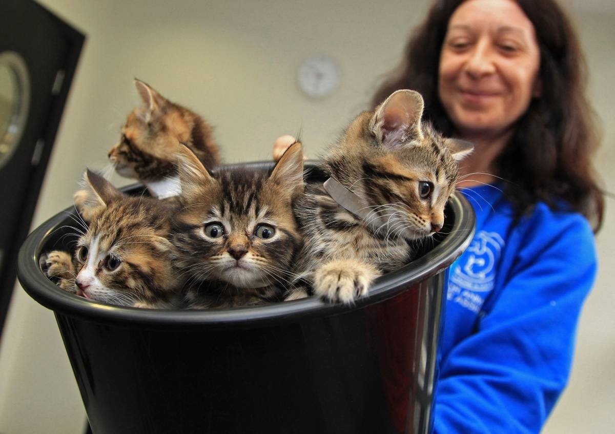 UK teens jailed for torturing two kittens to death