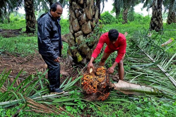 India's soyoil imports set for record high, palm oil at five-year low