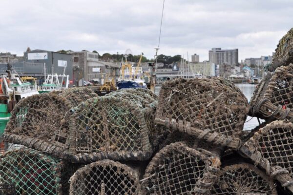 'Perfect storm': UK fishermen reel from octopus invasion