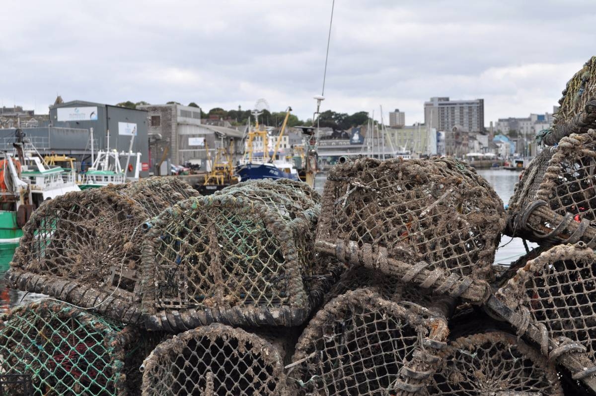 'Perfect storm': UK fishermen reel from octopus invasion