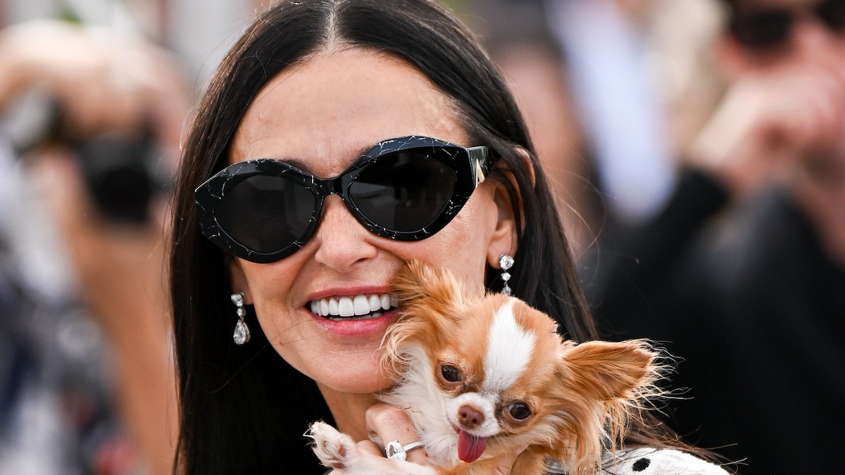 the top 10 cutest celebrity pooches